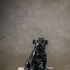 Black Dog