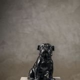 Black Dog